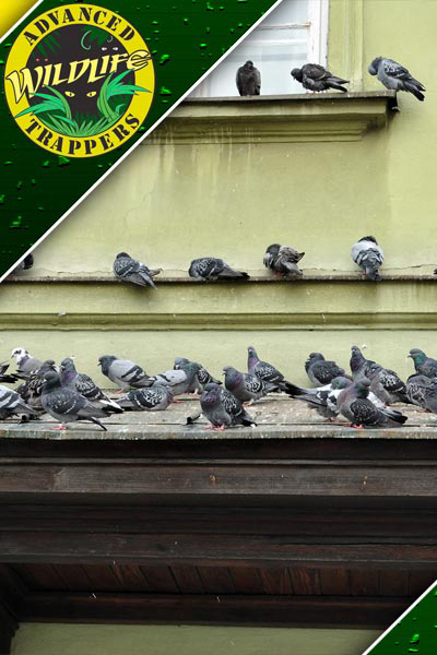 many birds on a windowsill and house ledge