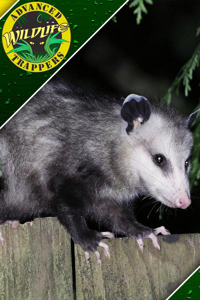 an opossum