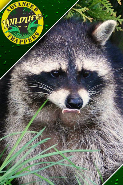 Raccoon Control | Advanced Wildlife Trappers